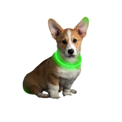 Light Up Dog Collar for Night Walking